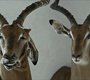 &bdquo;Animus Animalis (A story about People, Animals and Things)&ldquo;