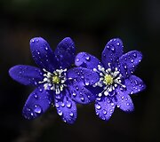Žibutės