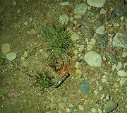 Sprogimas Gariūnuose