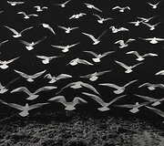 Medaliais net Brežnevą aplenkęs fotografas V.Butyrinas, kurio fotomontažus kopijavo visoje Sovietų Sąjungoje