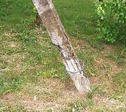Pasvirę elektros stulpai Rusakalnio kaime