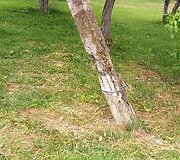 Pasvirę elektros stulpai Rusakalnio kaime
