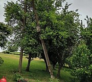 Pasvirę elektros stulpai Rusakalnio kaime