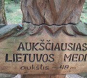 Žymėtos sraigės