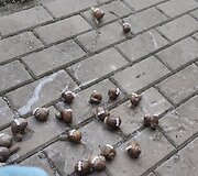 Žymėtos sraigės
