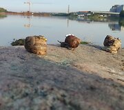 Žymėtos sraigės