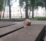 Žymėtos sraigės