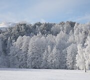 Baltu &scaron;erk&scaron;nu pasidengusi Nida
