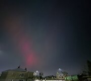 &Scaron;iaurės pa&scaron;vaistė, matoma Tauragėje