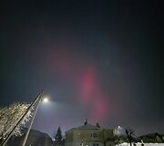 &Scaron;iaurės pa&scaron;vaistė, matoma Tauragėje