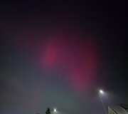 &Scaron;iaurės pa&scaron;vaistė, matoma Tauragėje