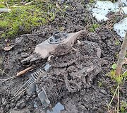 Latvijoje nukritęs dronas