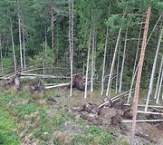 Per audrą i&scaron;versti medžiai