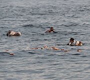 Imigrantai i&scaron; vandens traukia numestą humanitarinę pagalbą