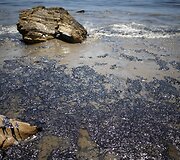 Kalifornijos pakrantėje vyksta naftos valymo darbai