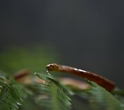 Įgriuvos augalas ir gyvatė kalnuose Kinijoje