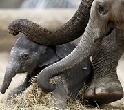 Belgijos zoologijos sode neseniai gimusiam drambliukui atsistoti padeda motina Farina