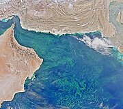 Fitoplanktono ra&scaron;tai Arabų jūroje
