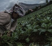 Prabudęs Sinabungo ugnikalnis Indonezijoje