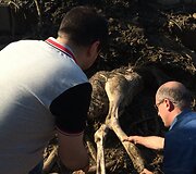 Tbilisio zoologijos sodo gyvūnai po potvynio
