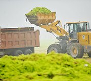 Potvynio vandens į Kinijos pakrantę i&scaron;mestas nepaprastai didelis kiekis dumblių