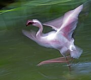 Vandenyje žaidžiantis flamingas Vokietijos zoologijos sode