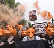 Protestas, reikalaujantis palikti galioti lapių medžioklės draudimą Londone