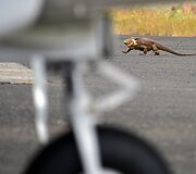 Pirmasis visi&scaron;kai ekologi&scaron;kas oro uostas pasaulyje 