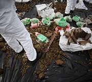 Panamoje naikinamos konfiskuotos narkotinės medžiagos