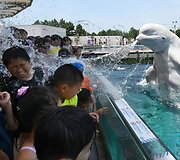 Baltasis delfinas vandeniu apta&scaron;ko akvariumo lankytojus Japonijoje