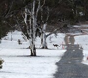 Kengūra &scaron;uoliuoja per apsnigtą Australijos peizažą
