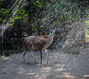 Lietuvos zoologijos sodo darbuotojai gelbsti gyvūnus nuo kar&scaron;čio