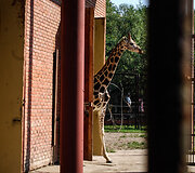 Naujoji žirafų pora Lietuvos zoologijos sode &ndash; senbūvis Gudrutis ir naujokas Nafaris