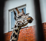 Naujoji žirafų pora Lietuvos zoologijos sode &ndash; senbūvis Gudrutis ir naujokas Nafaris