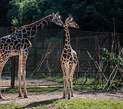 Naujoji žirafų pora Lietuvos zoologijos sode &ndash; senbūvis Gudrutis ir naujokas Nafaris