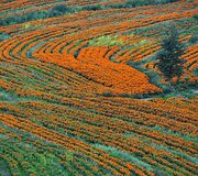 Kinijoje auginami ir renkami serenčių žiedai