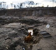 Peru policija naikina nelegalias aukso kasyklas