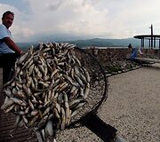 Nugai&scaron;usios žuvys Meksikoje Kachititlano ežere