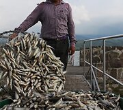 Nugai&scaron;usios žuvys Meksikoje Kachititlano ežere