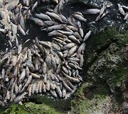 Nugai&scaron;usios žuvys Meksikoje Kachititlano ežere