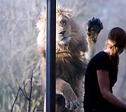 Liūtai zoologijos sode