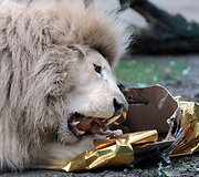 Liūtai zoologijos sode gauna kalėdines dovanas