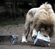 Liūtai zoologijos sode gauna kalėdines dovanas