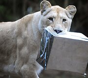 Liūtai zoologijos sode gauna kalėdines dovanas