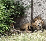 Liūtai zoologijos sode