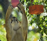 Liūtai zoologijos sode gauna kalėdines dovanas