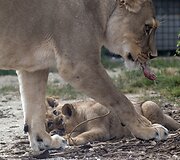 Liūtai zoologijos sode
