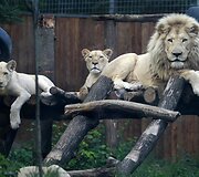 Liūtai zoologijos sode