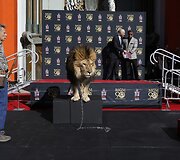 Liūtas &bdquo;MGM&ldquo; kompanijos talismanas