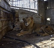 Liūtai zoologijos sode
